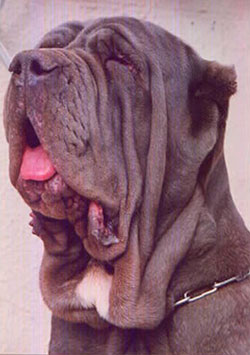 perro mastin homerta